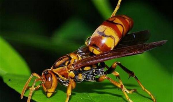 中國大虎頭蜂的毒屬什么性（被虎頭蜂咬了怎么處理？）