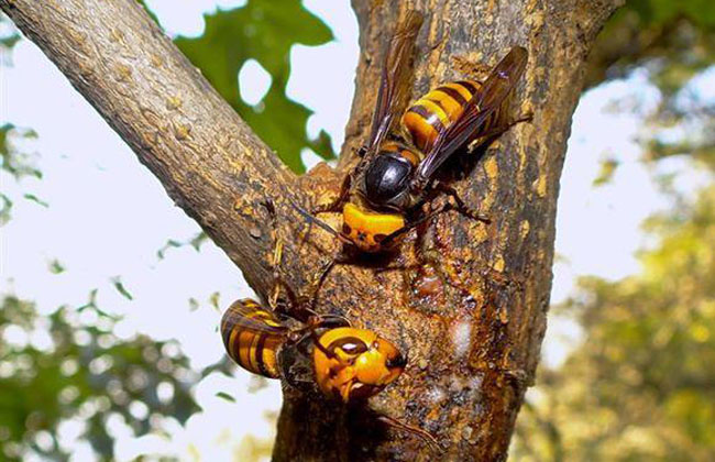 怎樣養(yǎng)殖胡蜂（胡蜂養(yǎng)殖技術(shù)）