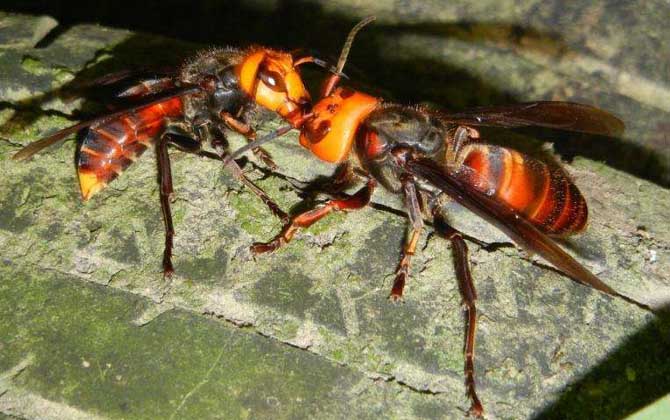 中國大虎頭蜂多少錢一只（中國大虎頭蜂有哪些習性？）