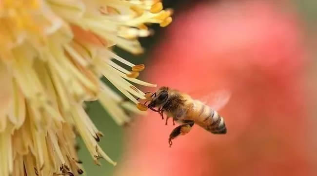 如何誘捕工蜂回來合群？