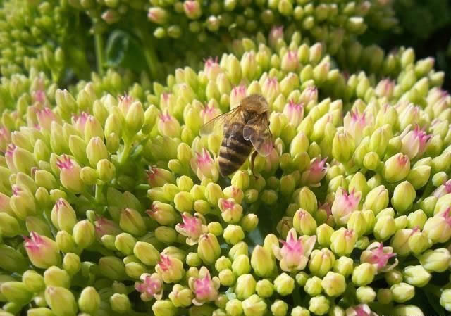 花期最長的蜜源植物有哪些？(帶你看什么花分泌花蜜多)