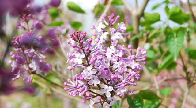 寧夏蜜源植物分布（寧夏主要蜜源植物簡介）
