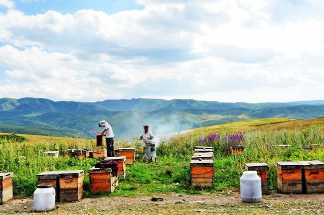 【蜜蜂知識】我國哪里養(yǎng)蜂人最多？