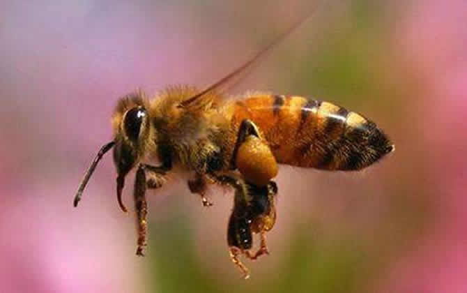 一箱蜜蜂一年產多少蜂蜜？