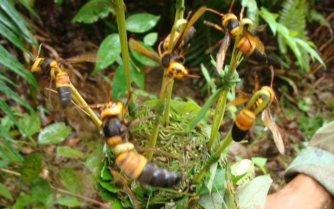 黑尾虎頭蜂的針有多長（黑尾虎頭蜂多少錢一只）