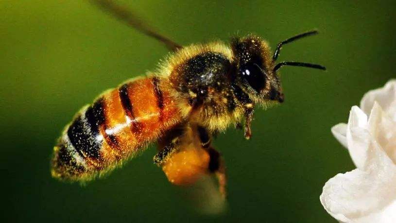 【蜜蜂知識(shí)】蜜蜂有毒嗎？