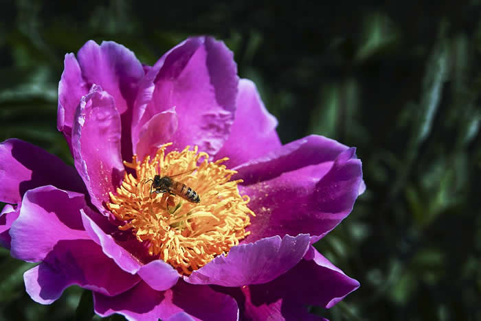 中蜂什么時候開始秋繁？
