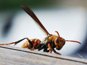胡蜂采水一般離窩多遠（采水蜂找窩最佳方法）