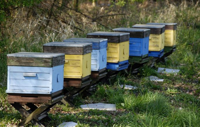多少脾蜂才能分蜂（中蜂養(yǎng)殖，如何給蜜蜂分蜂）