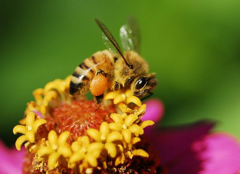 蜜蜂采花蜜是為了什么？