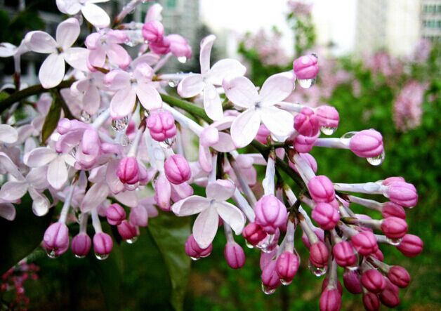 南方什么樹(shù)最流蜜？(南方常見(jiàn)的喬木樹(shù)蜜源)