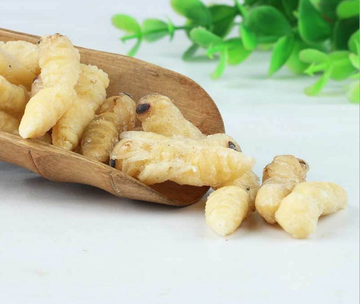 【蜜蜂知識(shí)】如何區(qū)別蜜蜂蛹和胡蜂蛹？