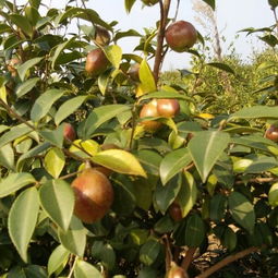 油茶樹(shù)花有粉和蜜嗎（如何預(yù)防蜜蜂幼蟲(chóng)中毒）