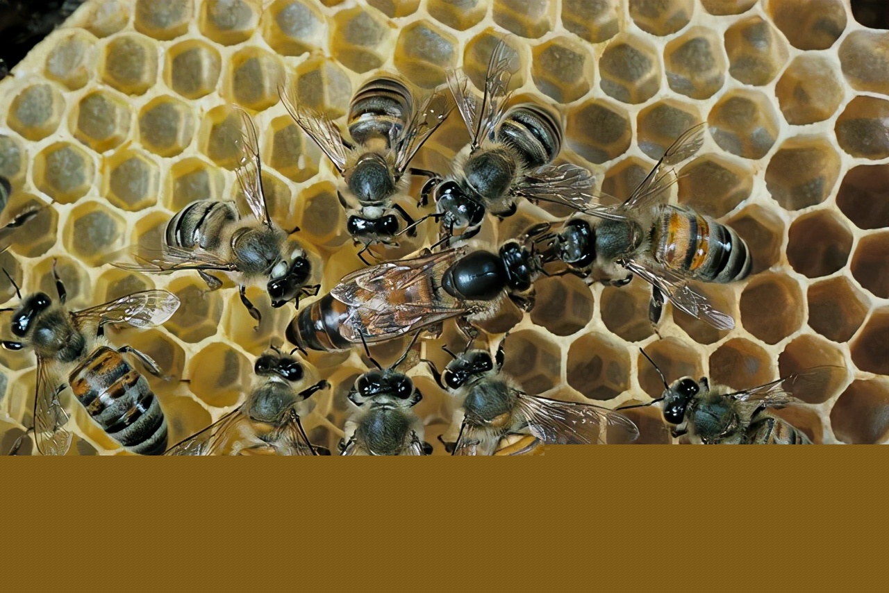 處女王交尾后圍王（被圍王的三個原因）