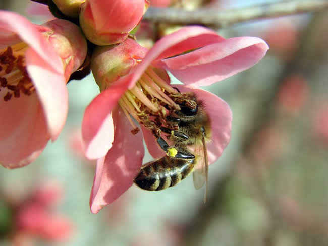 蜜蜂蜇人預示什么？有什么寓意？(民間被蜜蜂蜇了說法)