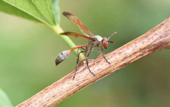 細腰蜂有什么危害（家里有細腰蜂是怎么回事）