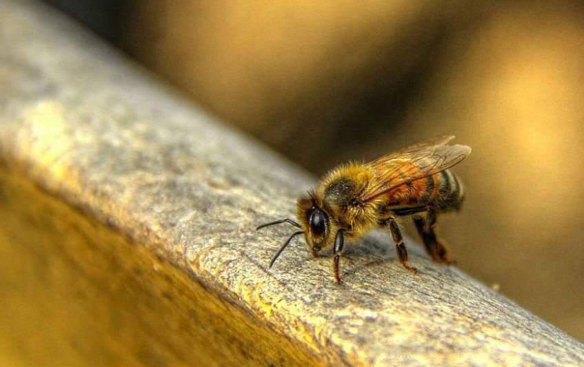 蜂螨是怎么產(chǎn)生的（蜂螨是怎么來(lái)的）