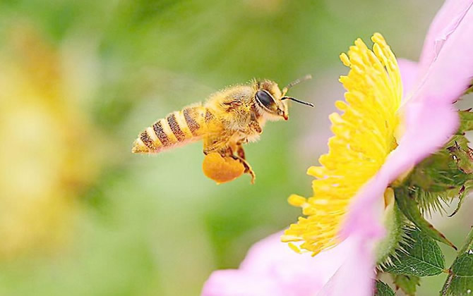 蜂蜜是怎樣釀造出來的？