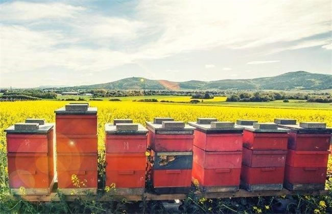 新手如何養(yǎng)好蜜蜂？(7個(gè)方法教你養(yǎng)蜜蜂)