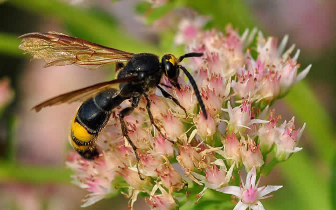 馬蜂雄蜂會(huì)蟄人嗎？