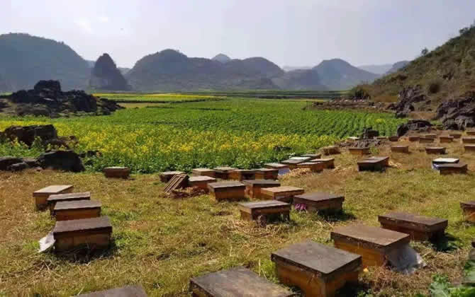 在農(nóng)村養(yǎng)蜂有補(bǔ)貼嗎？