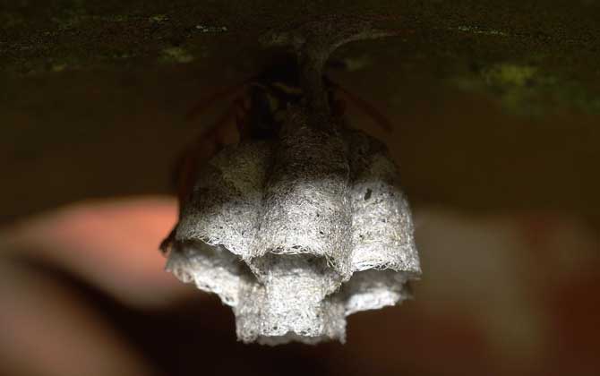 摘馬蜂窩的最佳時(shí)間（什么時(shí)候摘馬蜂窩最好）