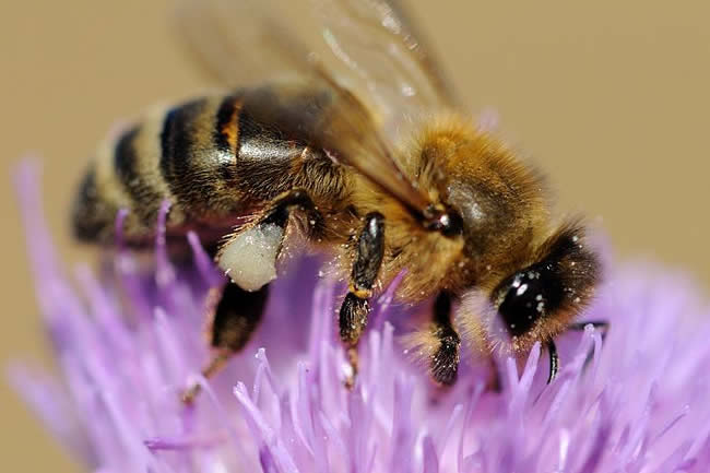 【蜜蜂知識(shí)】世界四大名蜂及其特性