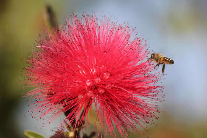 【蜜蜂知識(shí)】中蜂什么時(shí)候開(kāi)始春繁？