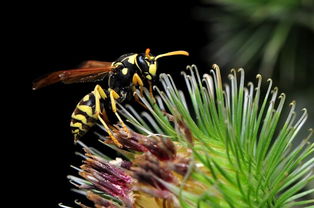 工蜂變黑油亮是什么原因（工蜂發(fā)黑還可以合群?jiǎn)幔?></a> </div>
        <div   id=