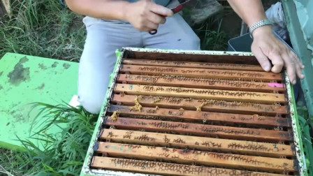 如何注冊養(yǎng)蜂公司（注冊公司步驟）