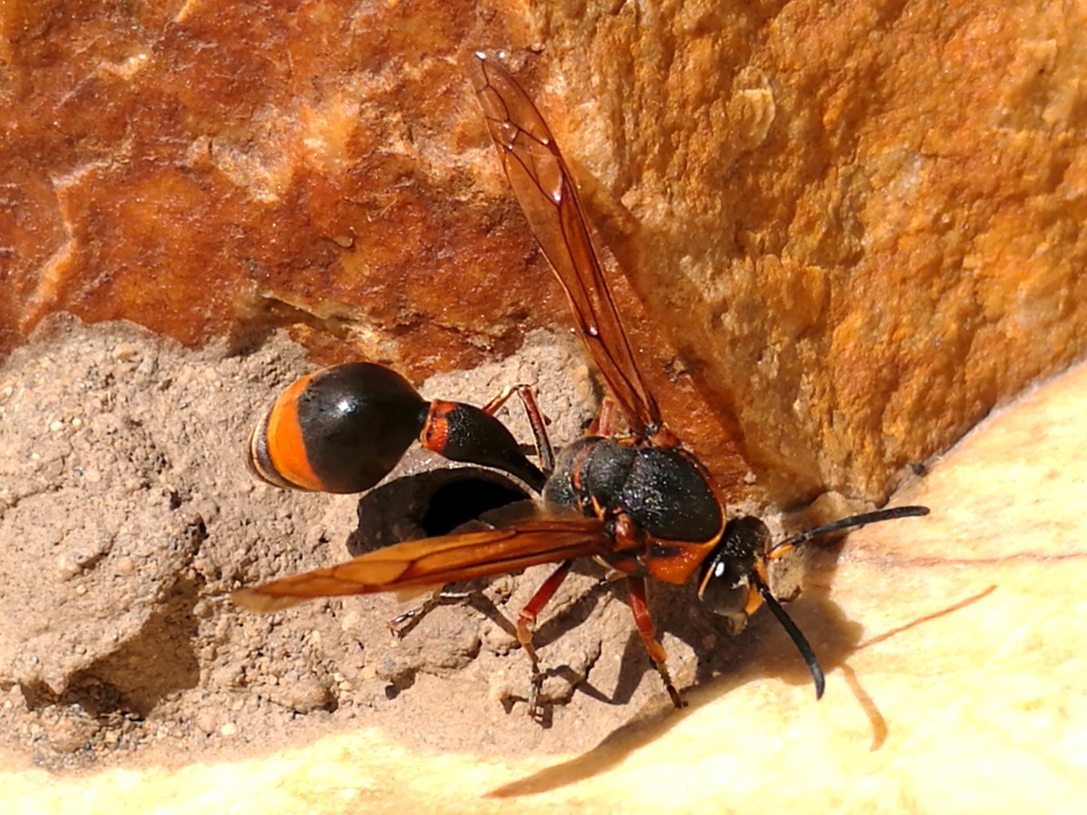 野生馬蜂能抓回來養嗎（野生馬蜂能接回家養殖嗎）
