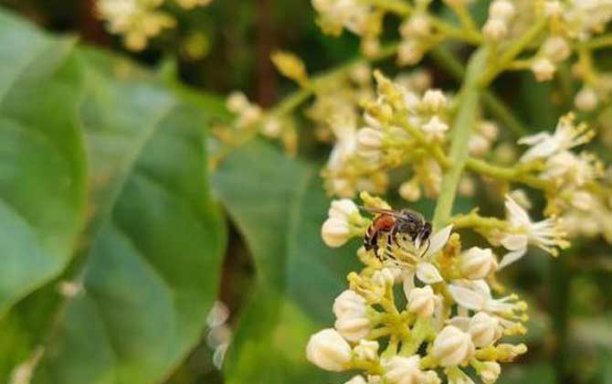 黑小蜜蜂是什么蜂？有哪些特點？