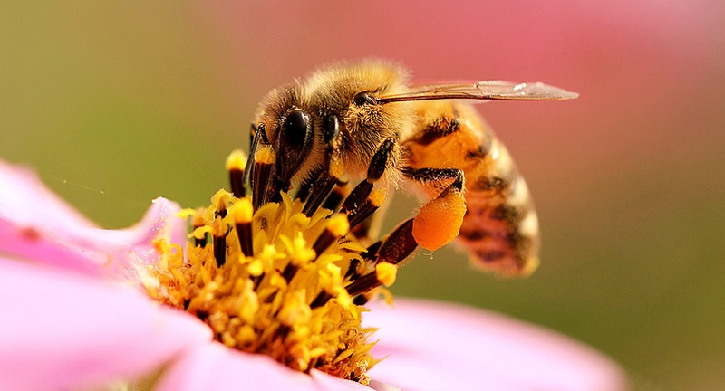 【蜜蜂知識】怎樣分辨雄蜂？