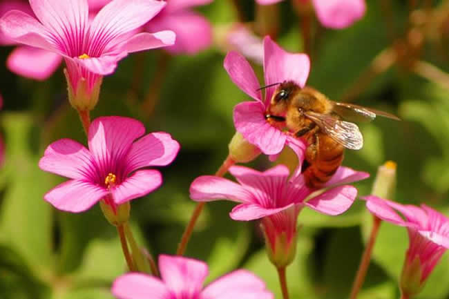 【蜜蜂知識】我國有多少群蜜蜂？
