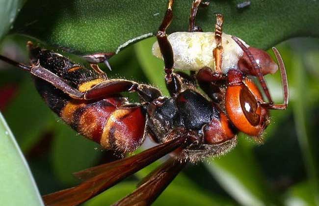 虎頭蜂最怕什么東西？(氣味、農(nóng)藥、動物等)