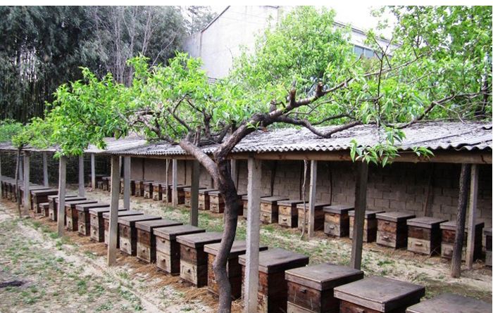 【蜜蜂養殖】如何養蜂才能賺錢？有什么秘訣嗎？養蜂賺錢的必備條件！