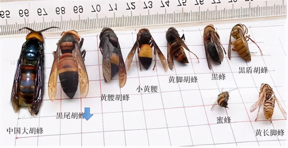 夏季養蜂如何消滅胡蜂（養蜂怎么防胡蜂）