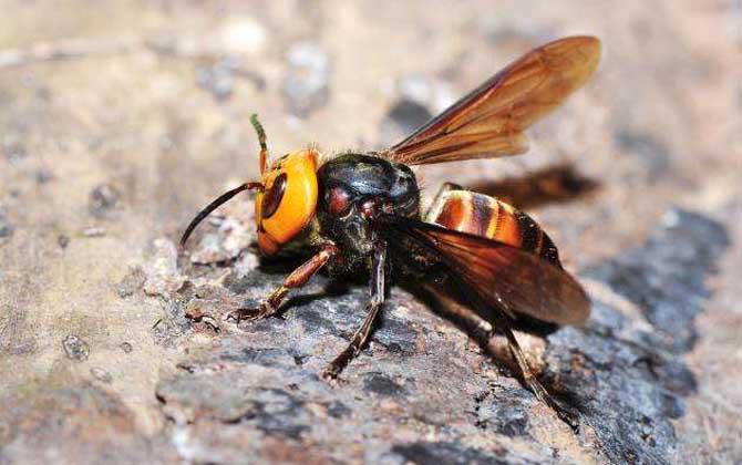 中國大虎頭蜂怎么處理（被大虎頭蜂蟄了怎么辦？）