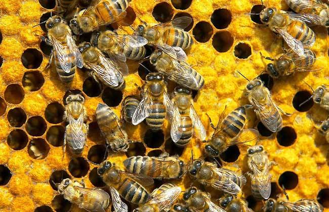 【蜜蜂養(yǎng)殖】蜂王夏季為什么會(huì)停止產(chǎn)卵？養(yǎng)蜂人應(yīng)該如何應(yīng)對(duì)？